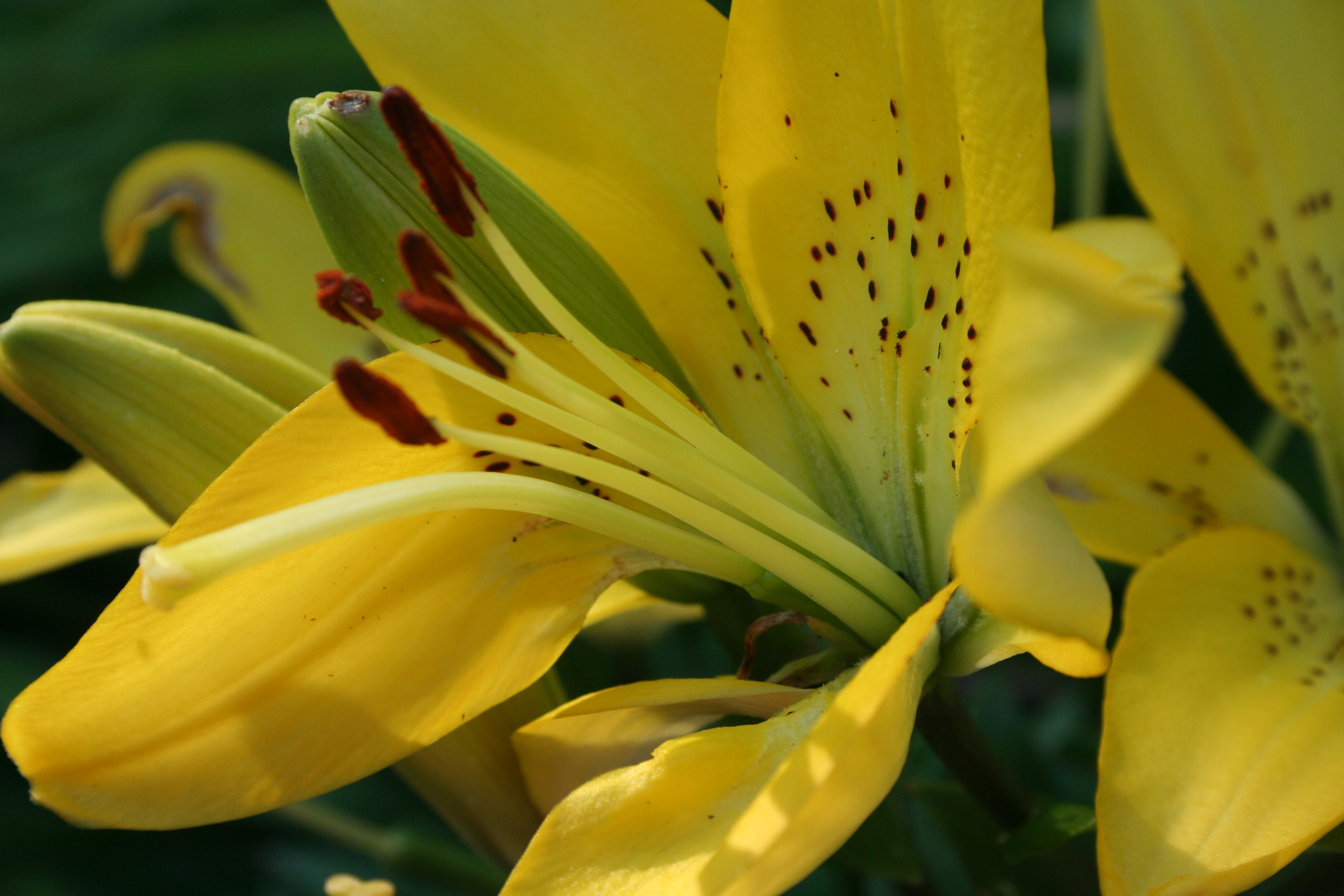 Asiatic Lillies