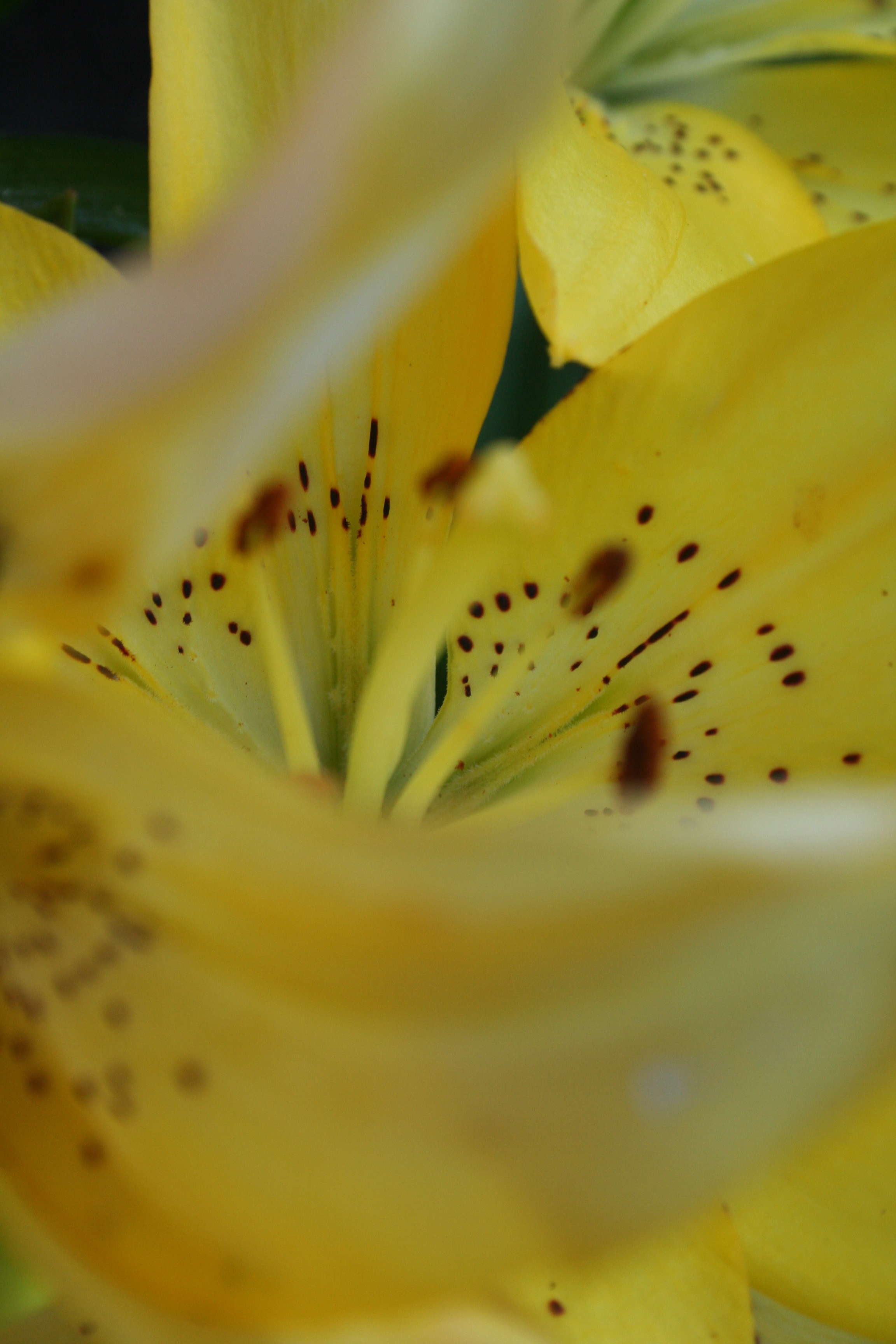 Asiatic Lillies
