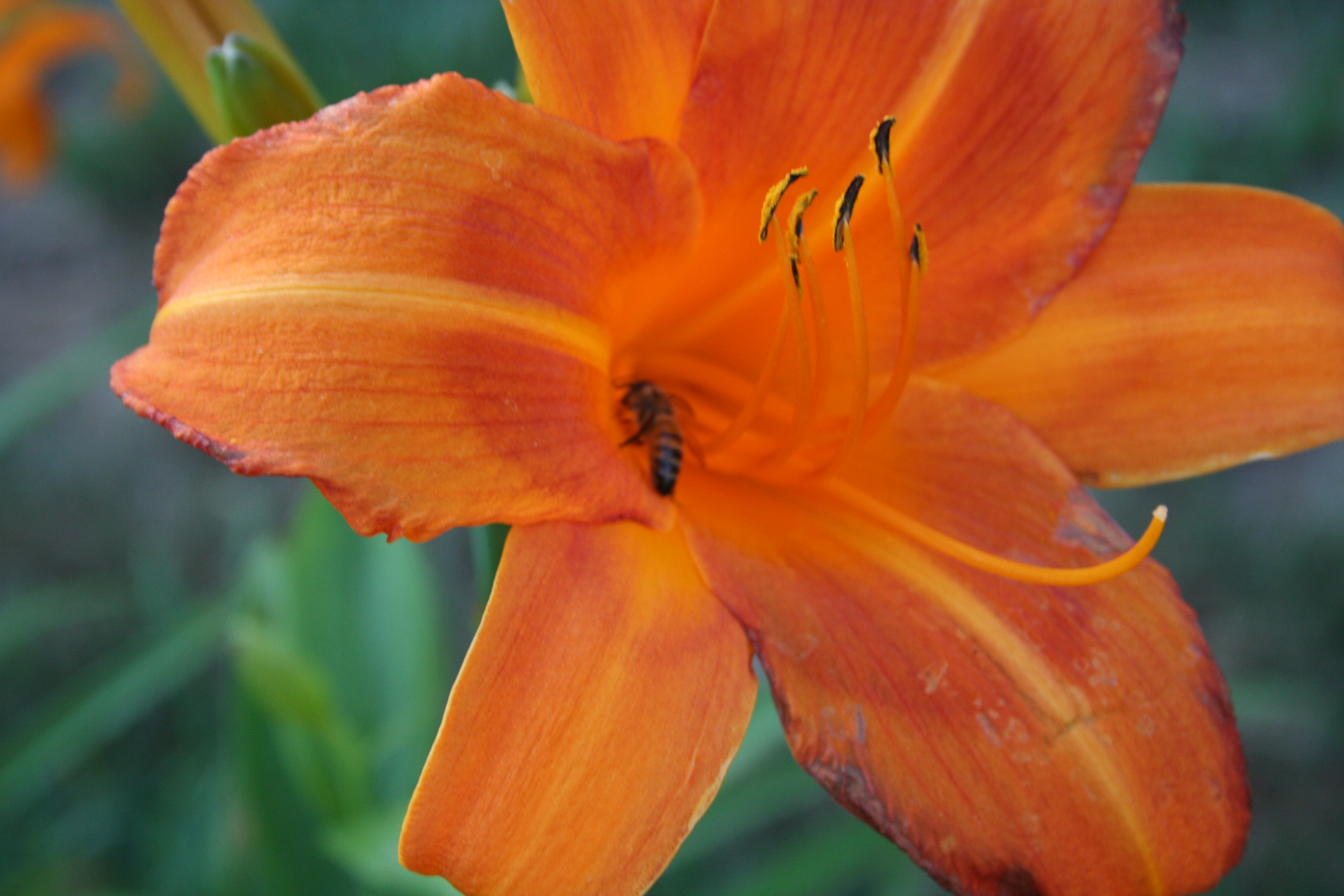 Asiatic Lillies
