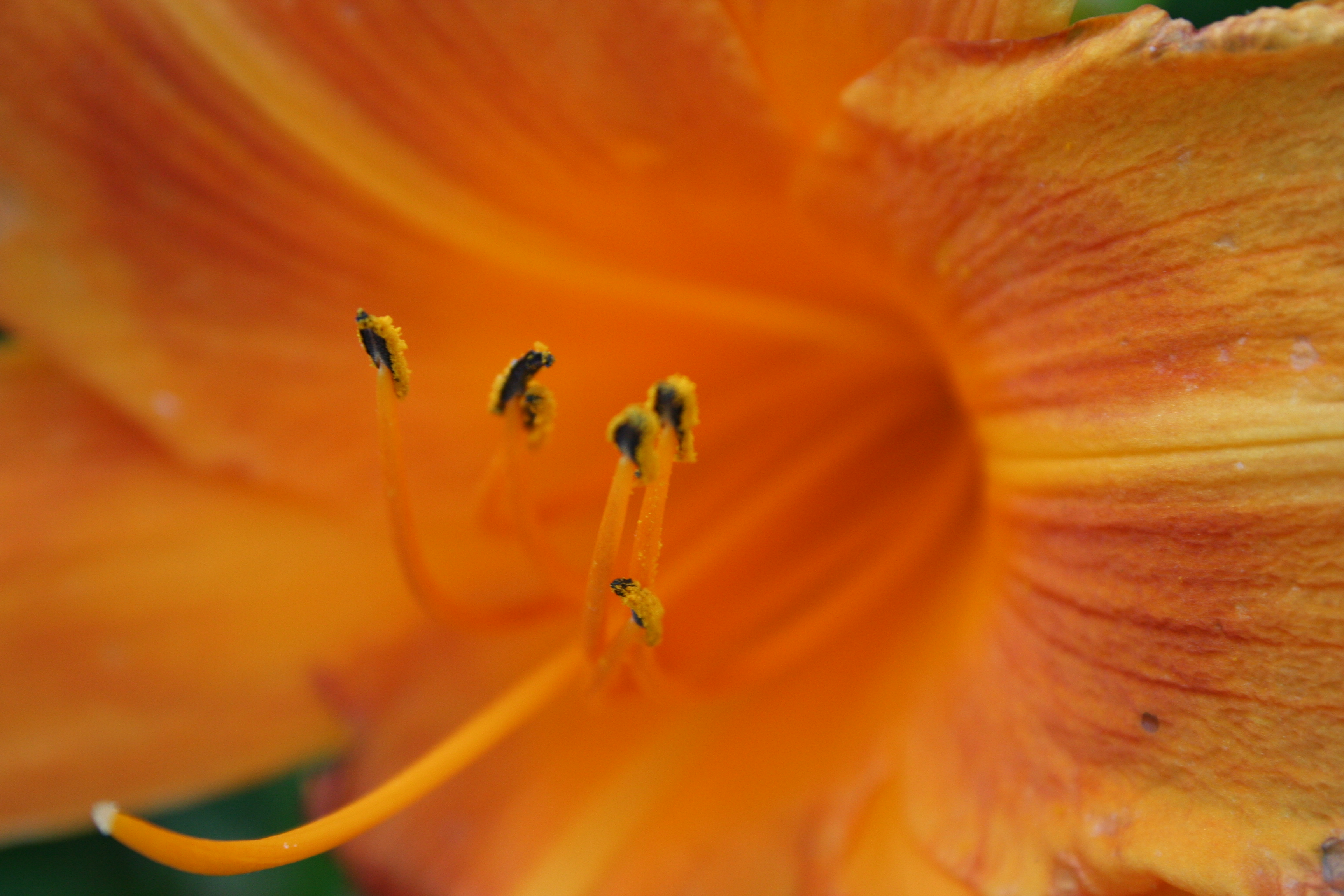 Asiatic Lillies