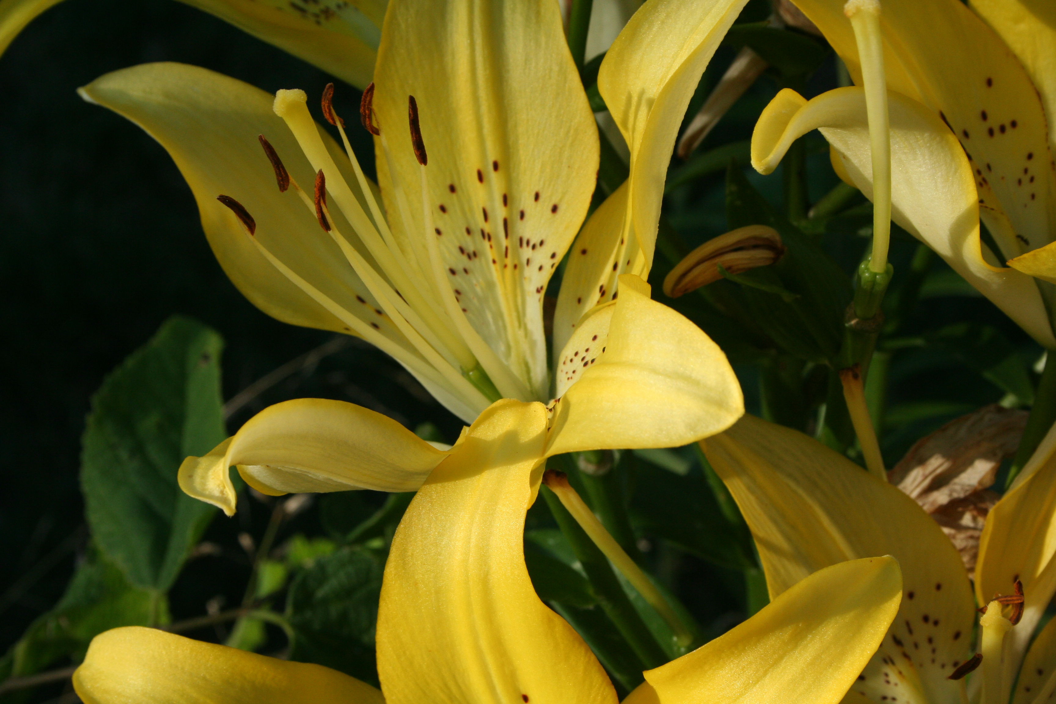 Asiatic Lillies