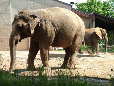 elephants