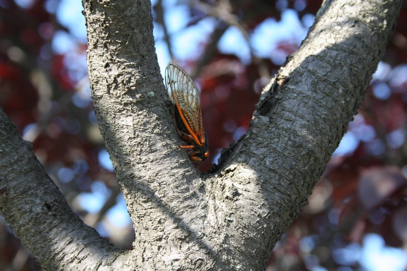Great, 17 year Cicadas have arrived