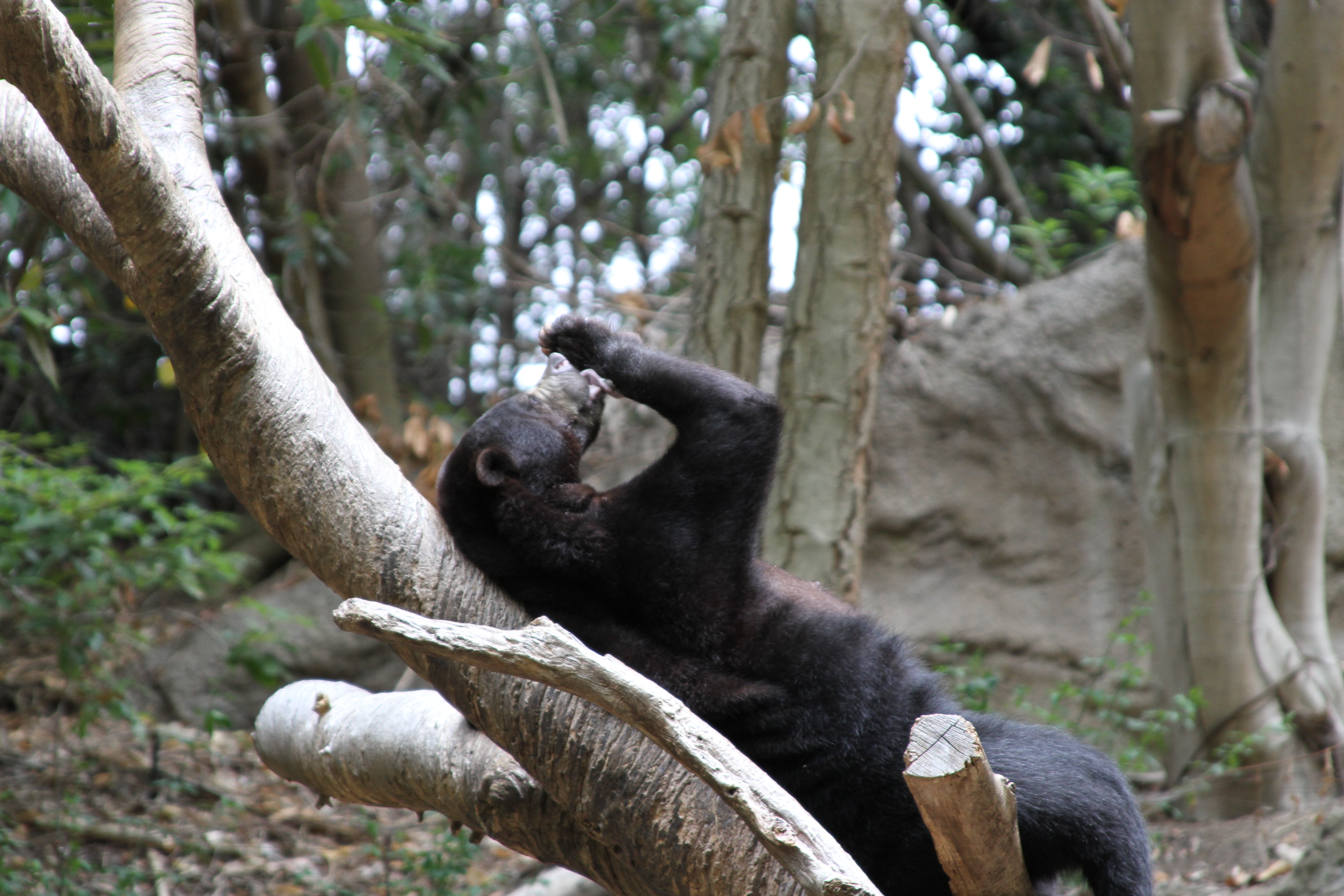 Grooming.