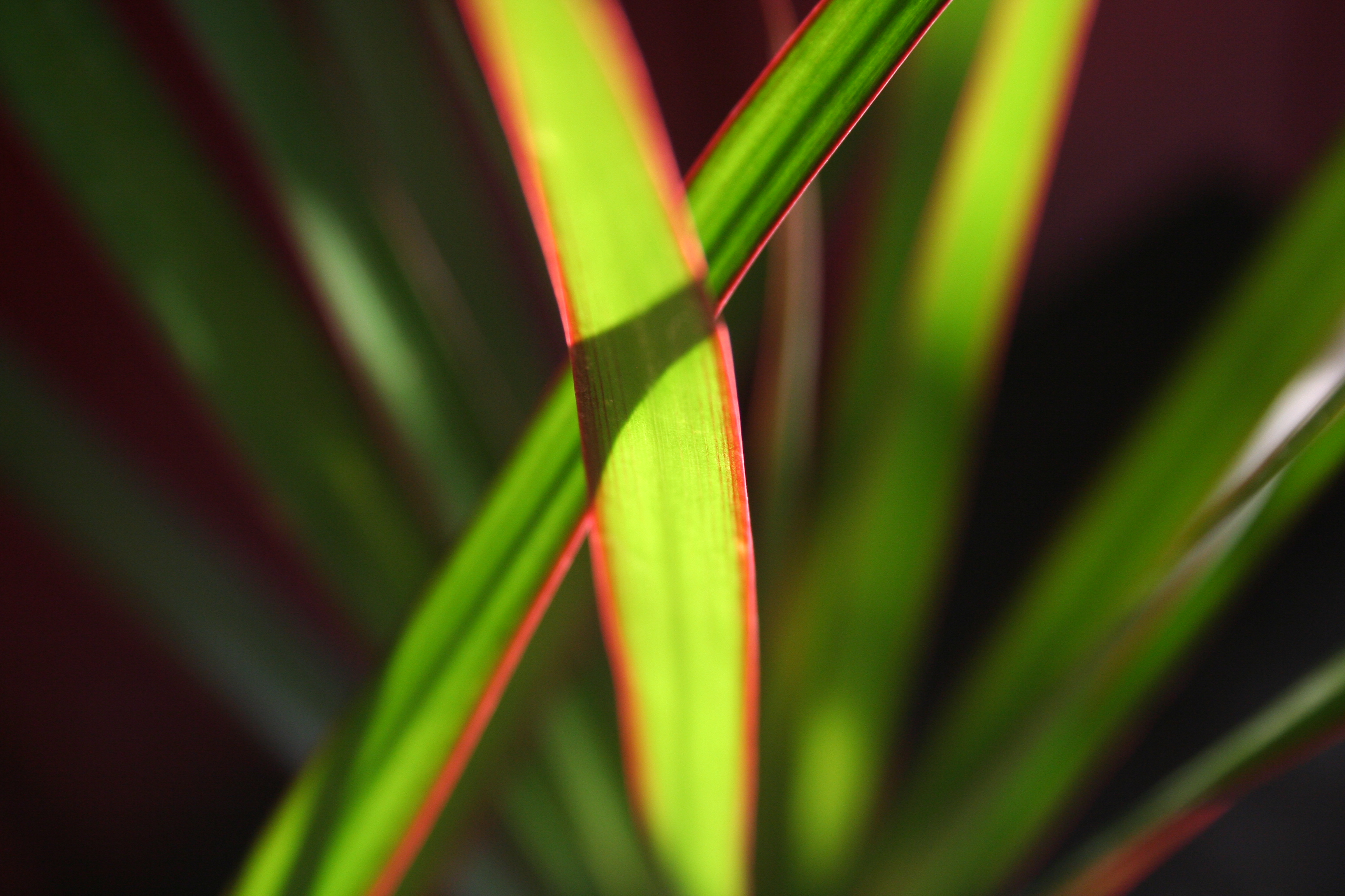 House Plants