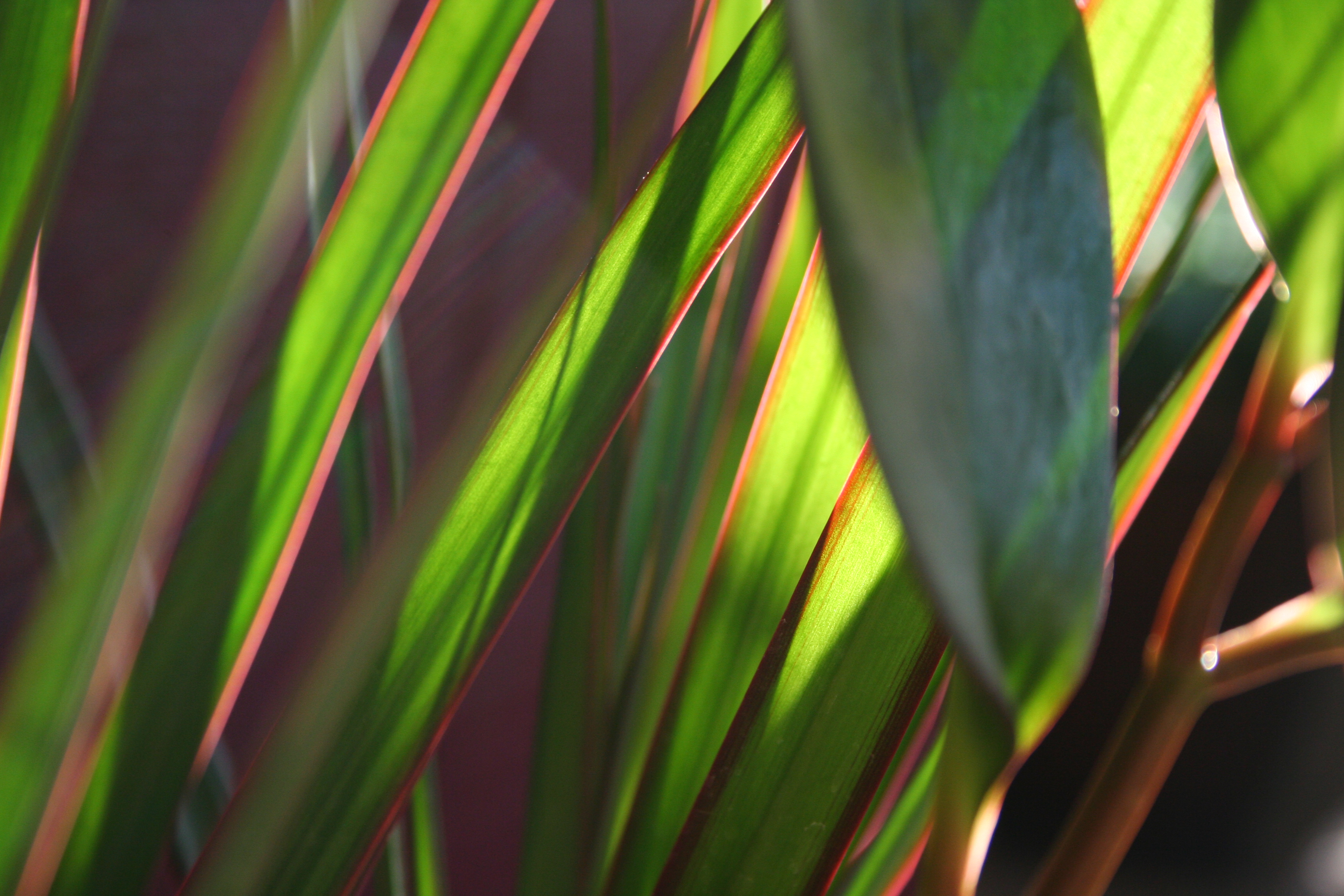 House Plants