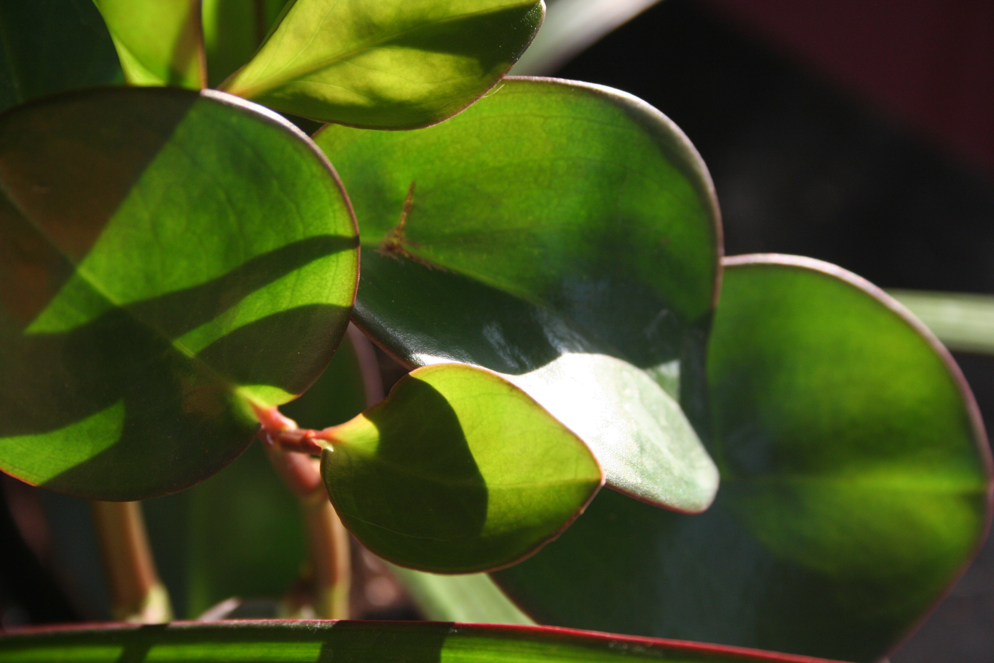 House Plants
