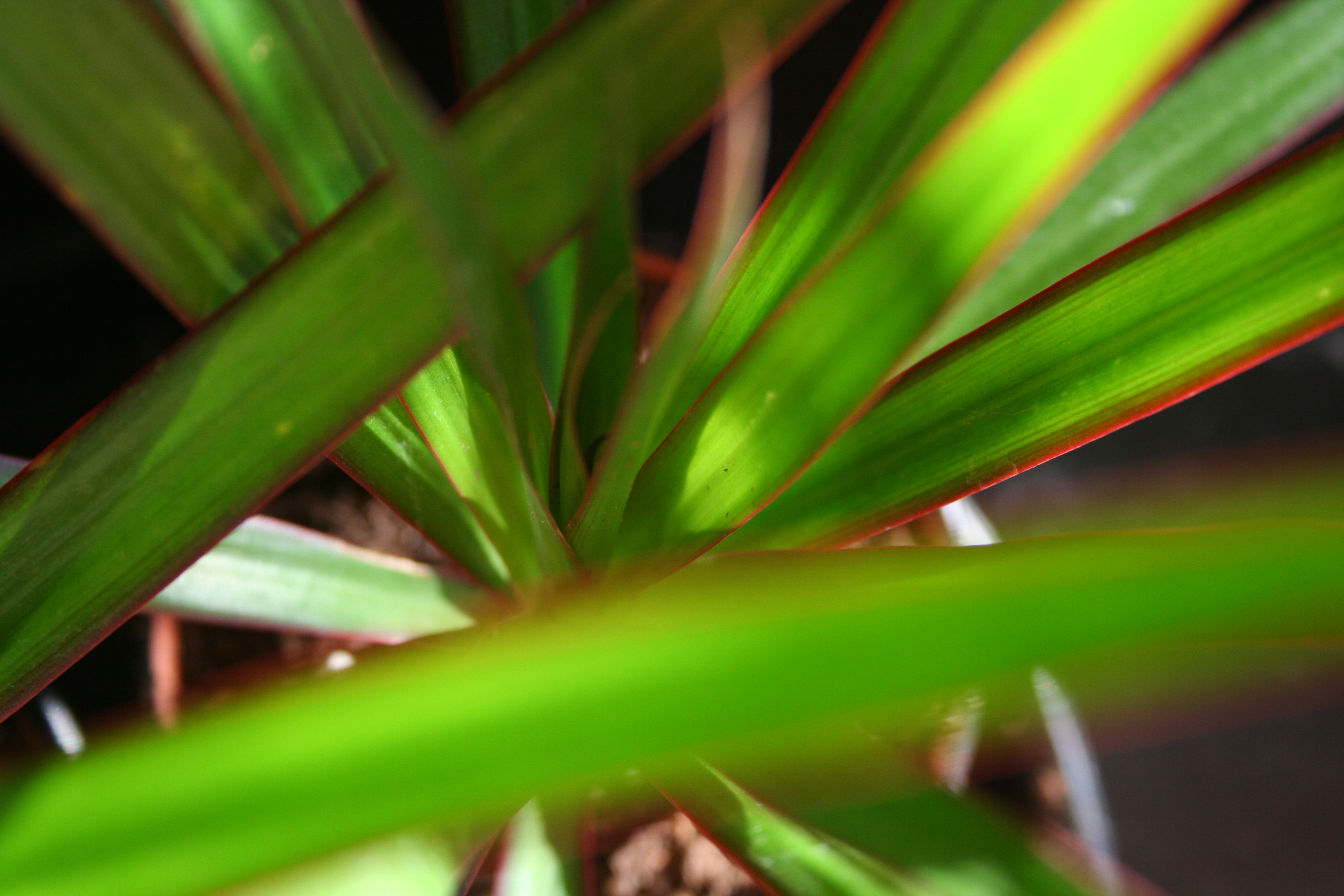 House Plants