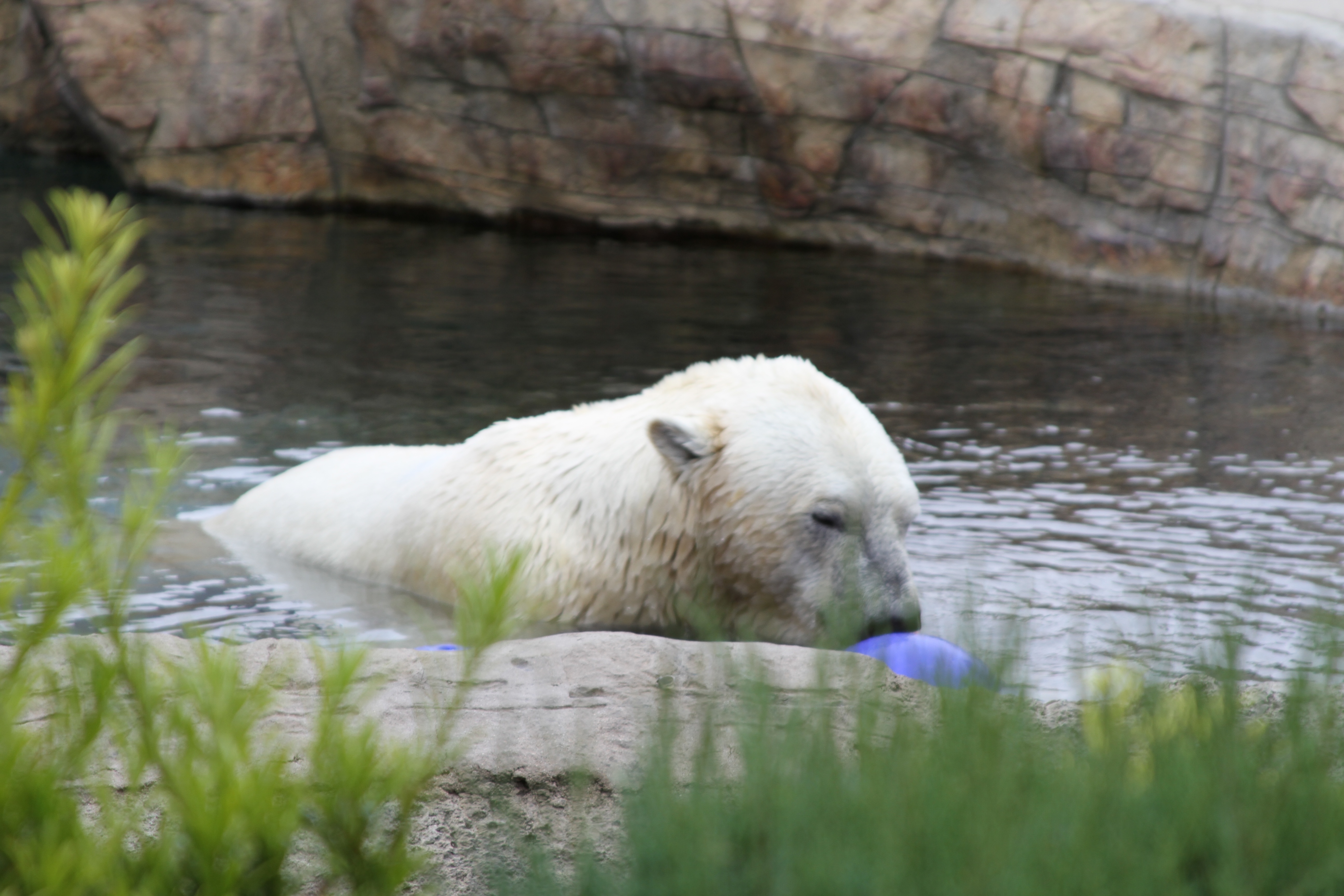Polar Bears