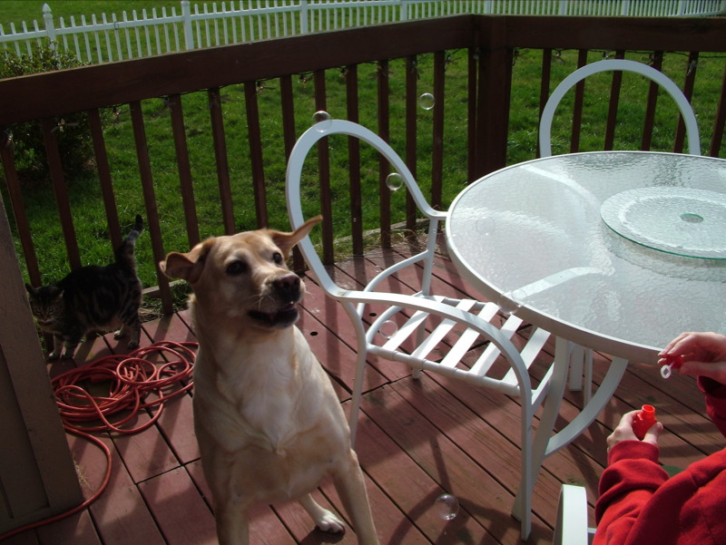 Sadie Loves the Bubbles