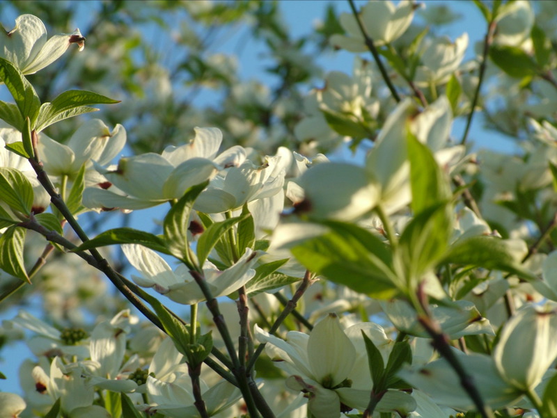 Spring is here, finally.