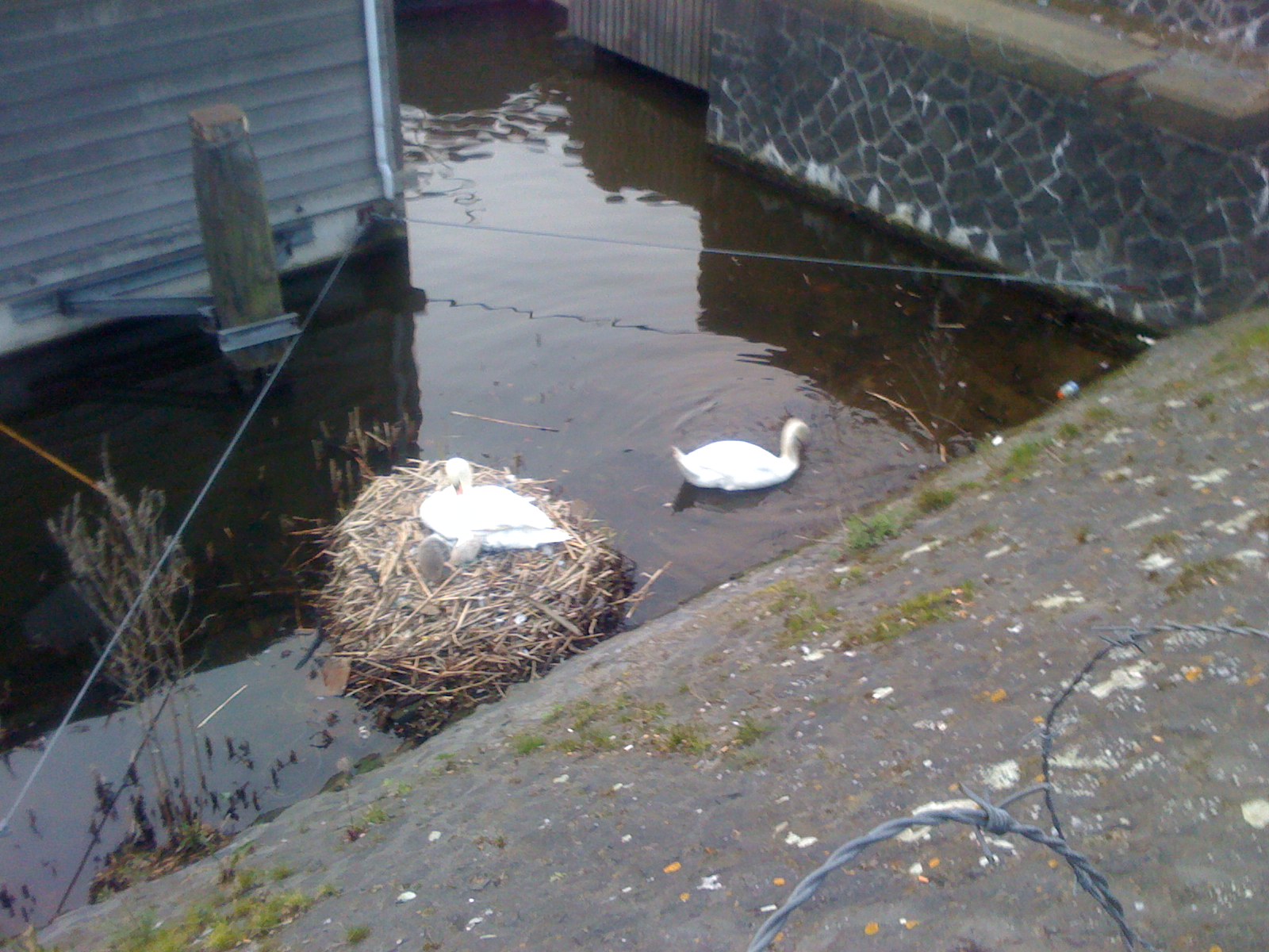 Swan... lake?