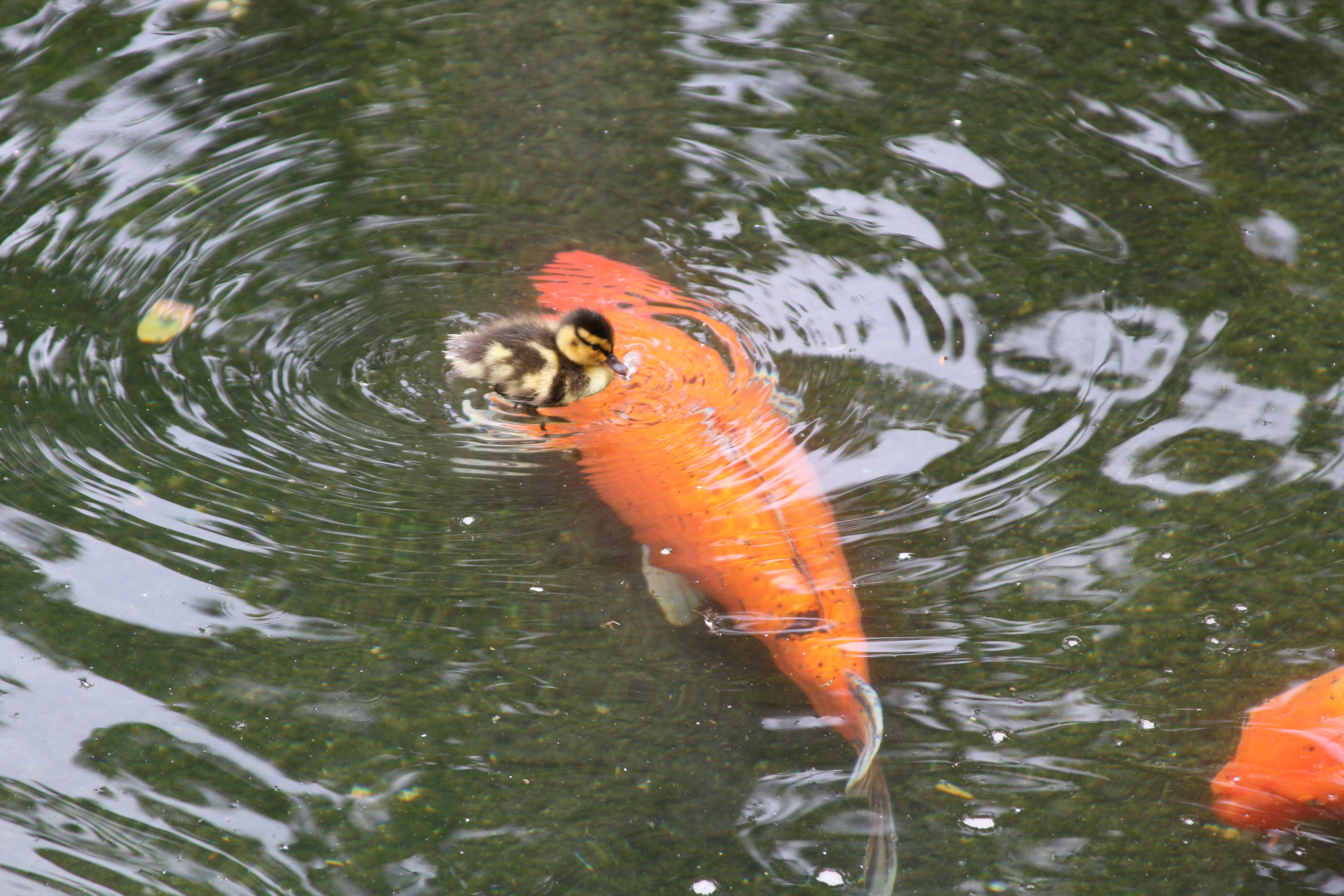 Taken for size comparison. And that wasn't the biggest carp.