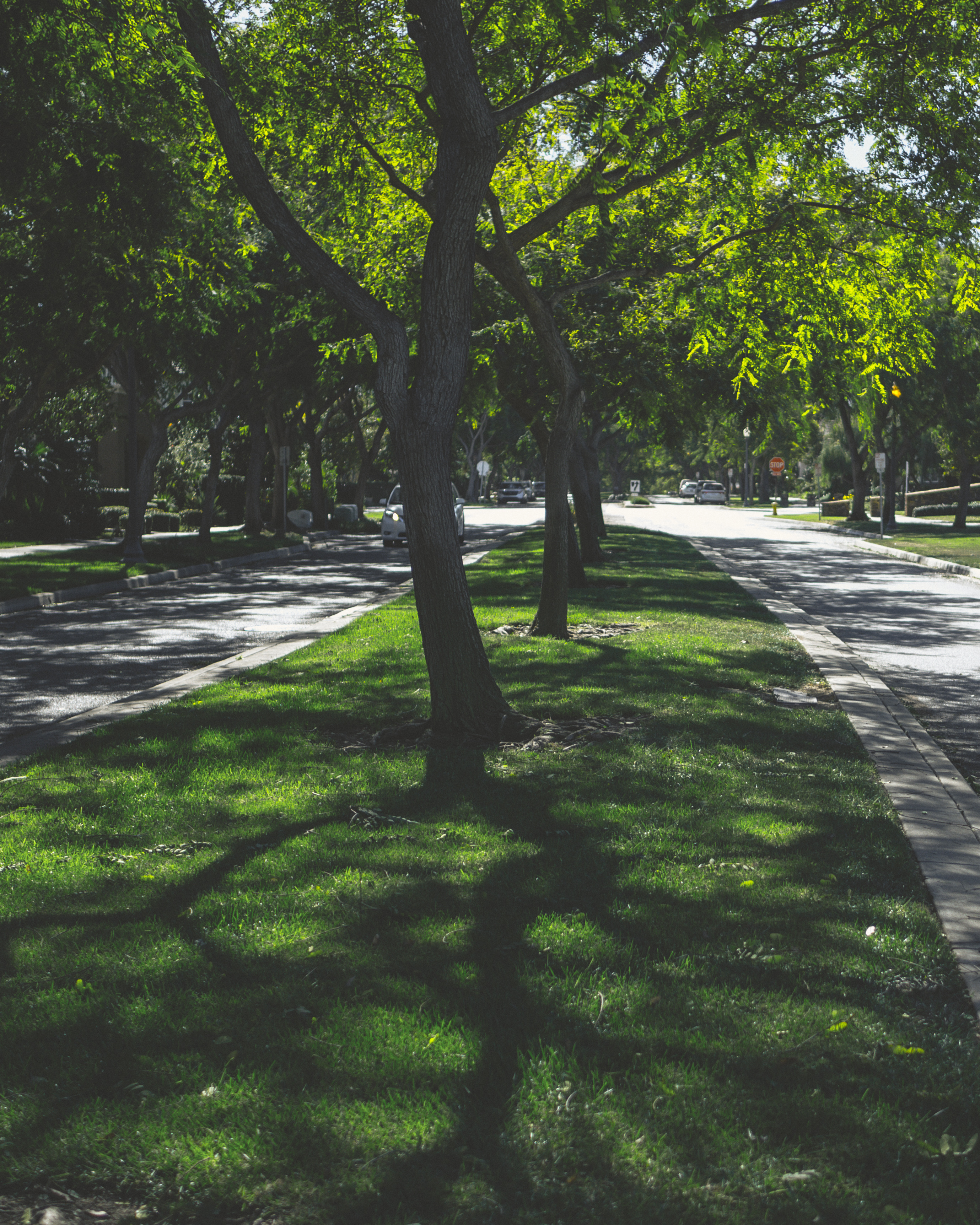 Tree Lined Nostalgia.