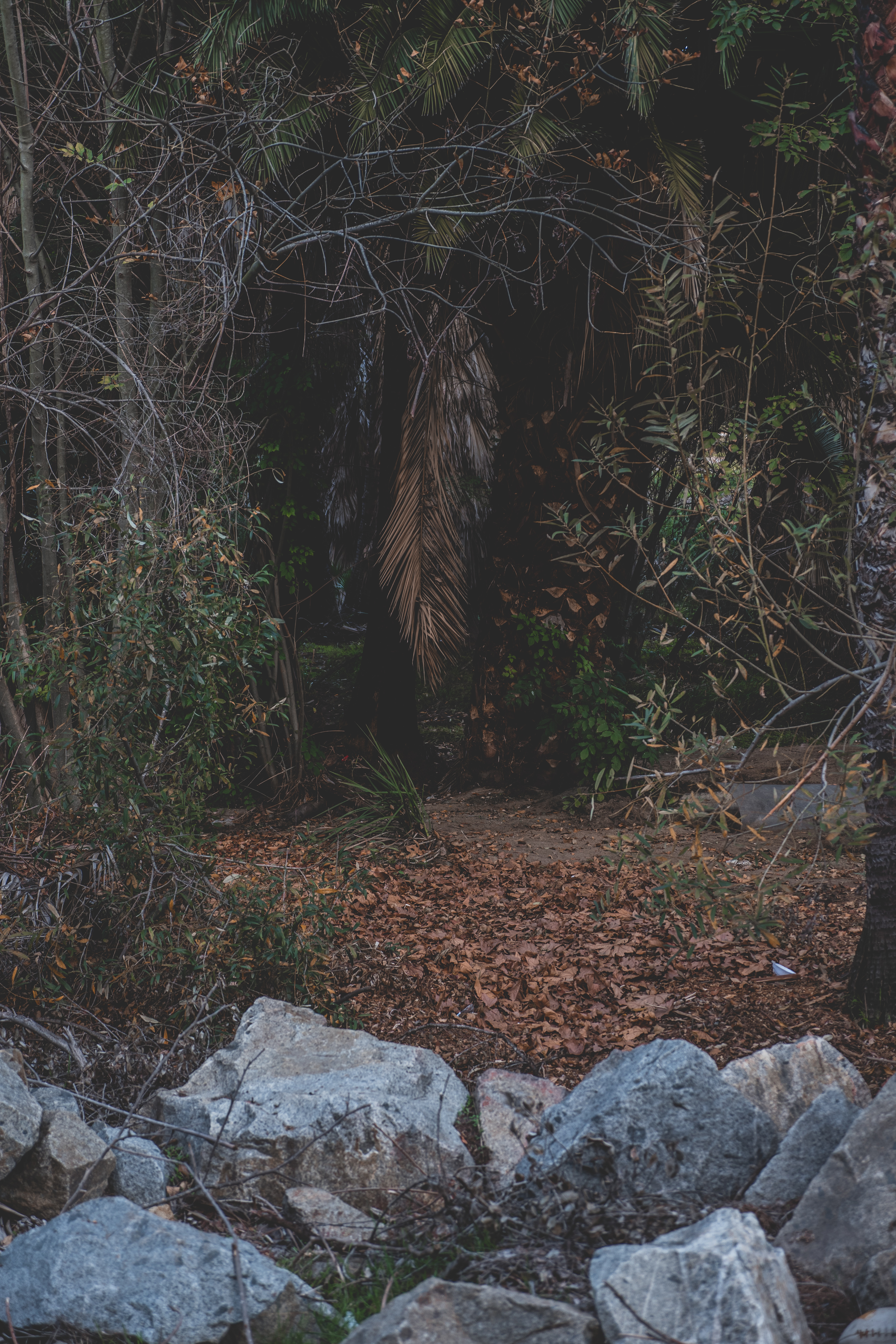 Weird Woods