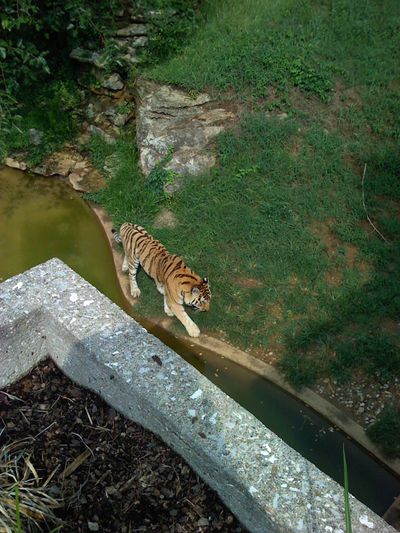 We took a trip to the Lousiville Zoo