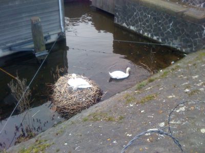 Swan... lake?