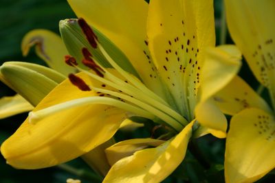 Asiatic Lillies