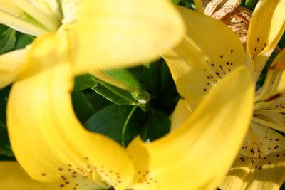 Asiatic Lillies
