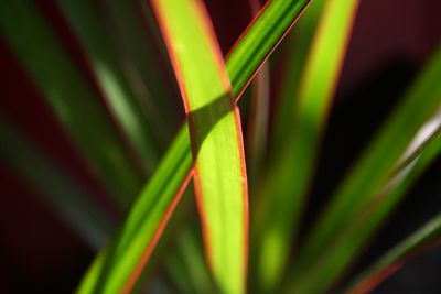 House Plants
