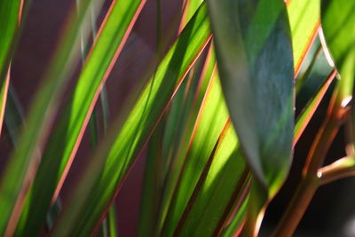 House Plants