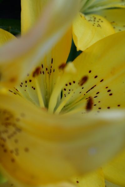 Asiatic Lillies