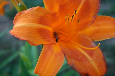 Asiatic Lillies
