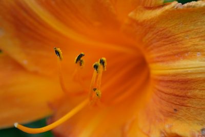 Asiatic Lillies