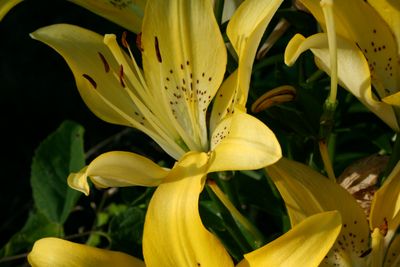 Asiatic Lillies