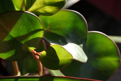 House Plants