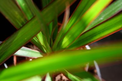House Plants