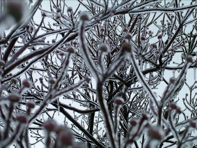 Winters Chill-04
