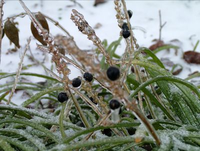 Winters Chill-05