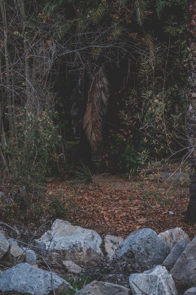 Weird Woods