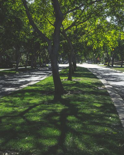 Tree Lined Nostalgia.