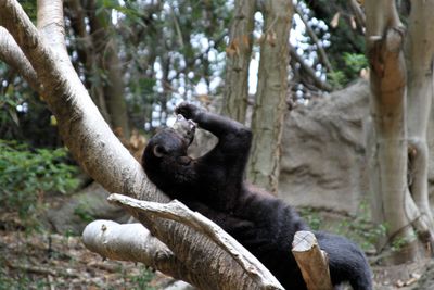 Grooming.