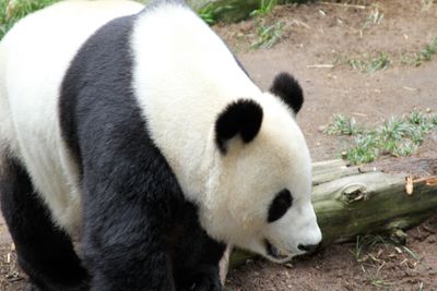 Giant Panda!