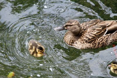 Duckees.