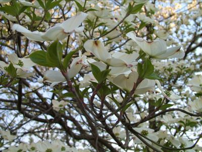 Spring is here, finally.